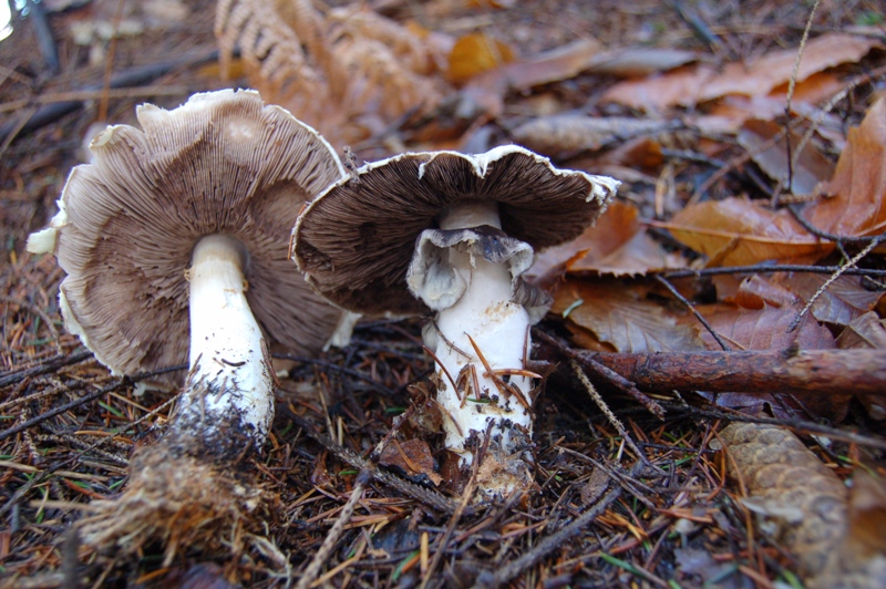 Agaricus che si � sporato addosso.